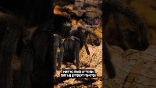 Day 1 of Tarantula Demotivational Quotes  Grammostola pulchra tarantula spider motivational [upl. by Caffrey606]