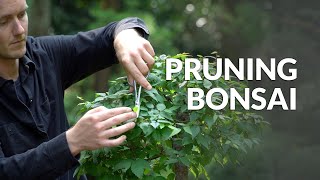 How to Prune a Bonsai tree [upl. by Yerffe]