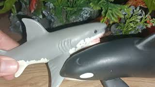 Killer Whale VS Great White Shark [upl. by Koser]