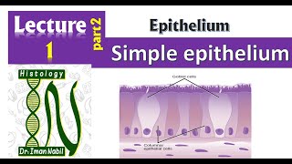 1bSimple epithelium Part2Pseudostratified columnar epitheliumFirst year [upl. by Aicirtac]