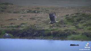 White Tailed Eagle being mobbed by a Buzzard North Uist Outer Hebrides [upl. by Annotahs]