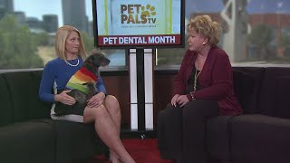 Pet Dental Month [upl. by Dara]