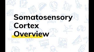 What is the Somatosensory Cortex  College Physiology [upl. by Cori390]