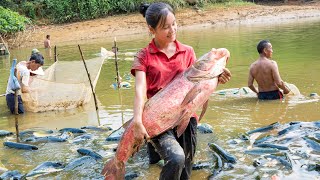 Harvest PINK FISH goes to the market sell  Cooking  Gardening  Ella Daily Life [upl. by Wittenburg]