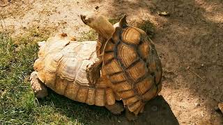 Rare moment  Hungarian turtle mating caught in Budapest Zoo Hungary The sounds are original [upl. by Manon]