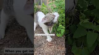 Cats in the catmint homesteading cats catmint [upl. by Wind]