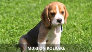 Koer Muki Muki on koerake [upl. by Orgel163]