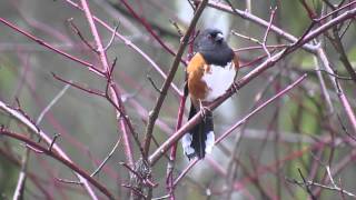 Spotted Towhee [upl. by Anilegna446]