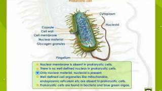 Prokaryotic And Eukaryotic Cells [upl. by Baram]