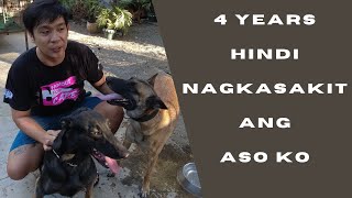 Vlog 187 TIPS PARA HINDI MAGKASAKIT ANG ASO dogs belgianmalinois papsnikstv [upl. by Tamah508]