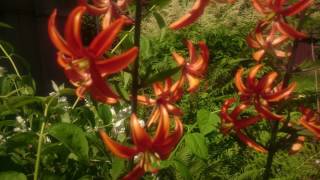 Lilium martagon Arabian Night [upl. by Buffum]