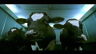 Funny Advert Cravendale Cows want it back [upl. by Elston]