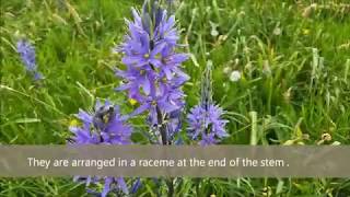 Camassia quamash common camas  Blue flowers 18 [upl. by Aneez]