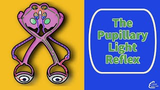 The Pupillary Light Reflex [upl. by Hairem]