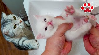 うんちいやや！と子猫が騒ぐと駆けつける猫と子猫に怒るココ【瀬戸のベル日記】 [upl. by Acinorav163]