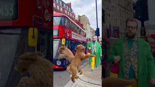 Goldendoodle puppy and Labradoodle puppy London Walk [upl. by Atoked]