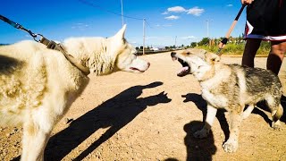 MI HUSKY CONOCE AL LOBO DE YOSOYPLEX EN PERSONA [upl. by Nyla]