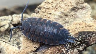 Porcellio scaber Isopod Care Guide [upl. by Morse566]