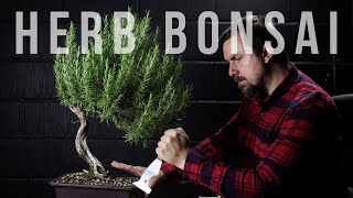 Why Rosemary Bonsai Die amp Tricks to Cope [upl. by Artimed]