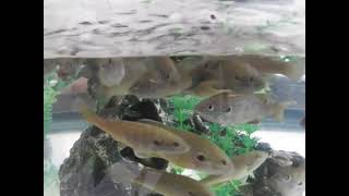 Green Sunfish React To Food and Petting [upl. by Oalsinatse]