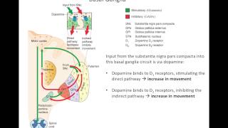 Basal Ganglia StepByStep Approach [upl. by Anaeli]