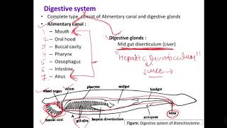 9 Branchiostoma digestive system [upl. by Hplodur]