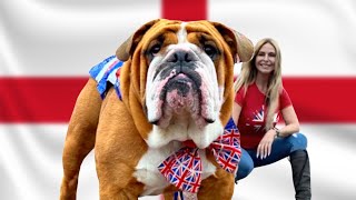 THE ENGLISH BULLDOG  BULL FIGHTER to BRITISH ICON [upl. by Florence]