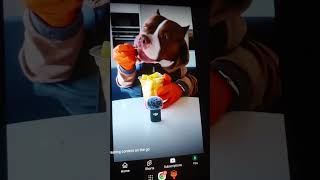 Dog amp DJI Mic 2 [upl. by Ennylhsa]