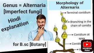 topic Alternaria Imperfect fungi Deuteromycotina [upl. by Ddal]