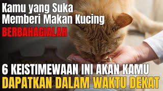 🛑 KEAJAIBAN SERING MEMBERI MAKAN KUCING❗ Berikut 6 Keistimewaan Orang yang Suka Memberi Makan Kucing [upl. by Danica]