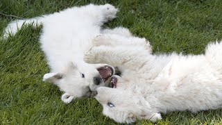 Swimming with a Great Pyrenees Dog Tips amp Tricks [upl. by Swift]