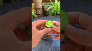 Tips for growing cucumbers at home shorts cucumber [upl. by Ynaiffit12]