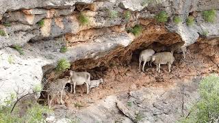 Dorper sheep taking refuge at Shumla Texas  050323 [upl. by Inaleon]