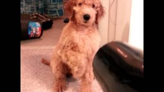 Goofy the Goldendoodle  Blowdry [upl. by Laehplar]