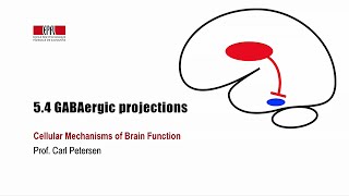 54 GABAergic projections [upl. by Berty]