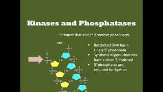 Kinases and Phosphatases [upl. by Katey]