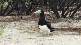 FrenchPolynesia 🇵🇫 Tetiaroa Atoll  Brown booby in the bushes [upl. by Anawak]