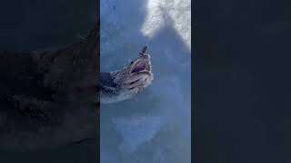 Cutthroats on ice cutthroat icefishing [upl. by Oemac]