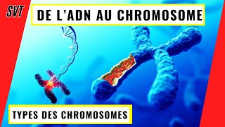 De lADN aux chromosomes comment l’ADN se condense en chromosomes [upl. by Fina768]