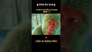 Little Monkey🐒🥺⁉️Movie explained in tamil\dubbed MoviesTamil voice over mysterydiv [upl. by Tesler798]