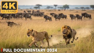 WILD SAVANNAH  The Strongest LION PRIDE  Nature Animal Documentary [upl. by Eilsel753]