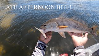 Catching Redfish LATE Afternoon in SWFL [upl. by Marylou903]