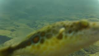 Freshwater puffer fish and Cryptocoryne albida in Sok River Thailand 【4K】22 [upl. by Lala332]