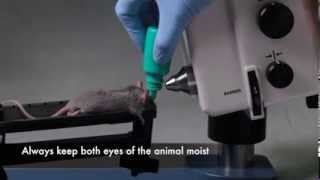 Micron IV Retinal Imaging Microscope Training Video [upl. by Etna]