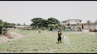 Utilisation pesticides chimiques de synthèse en agriculture  Étude de cas et témoignages à Abidjan [upl. by Eiboh452]