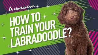 How to Train Your Labradoodle [upl. by Nylednarb]