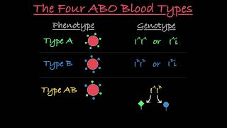 Blood Type Genetics Explained [upl. by Efren]