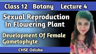 Class 12 Botany Sexual Reproduction In flowering plant Development Of Female gametophyteLecture4 [upl. by Dardani798]