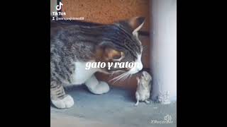 Gatito vs ratoncito suscríbete dale like [upl. by Tayler]