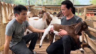 Zon bought more goats to raise vang hoa king kong amazon [upl. by Hummel916]